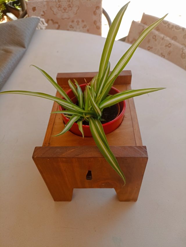 Macetero madera rojo - Soporte planta