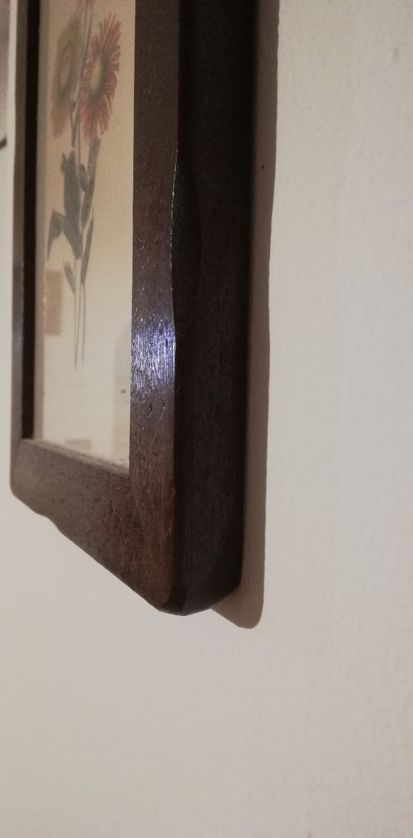 2 Stampe botaniche antichissime in cornice