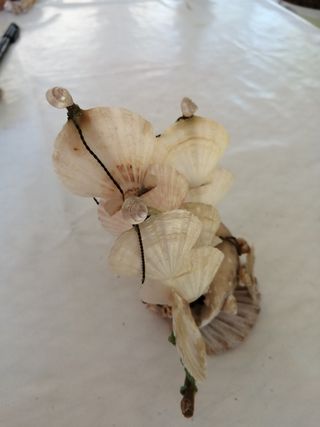 Barca di conchiglie.