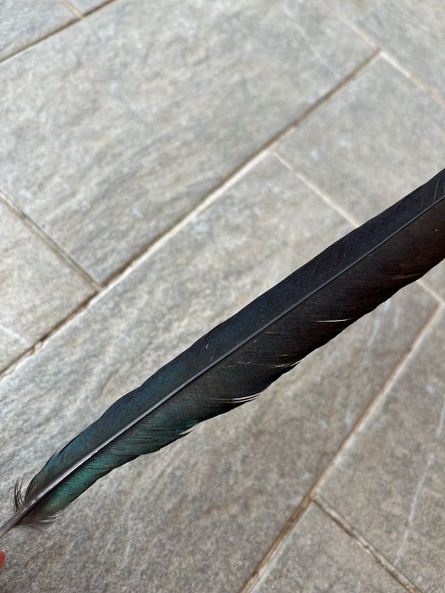 Piuma nera - Ricorda un corvo