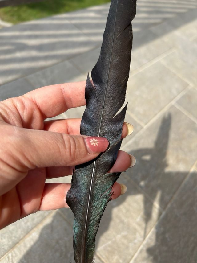 Piuma nera - Ricorda un corvo