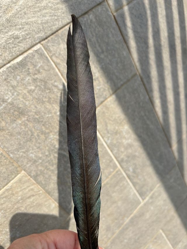 Piuma nera - Ricorda un corvo