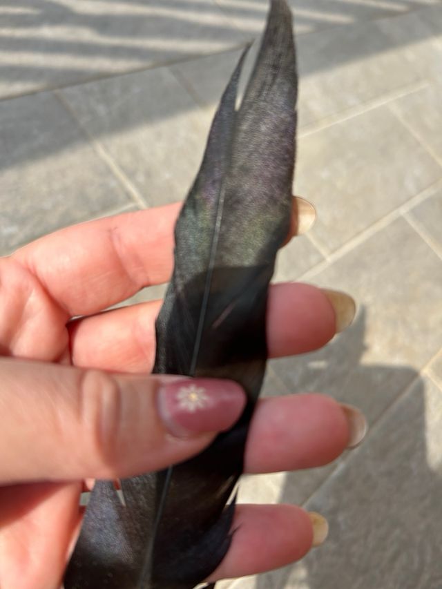 Piuma nera - Ricorda un corvo