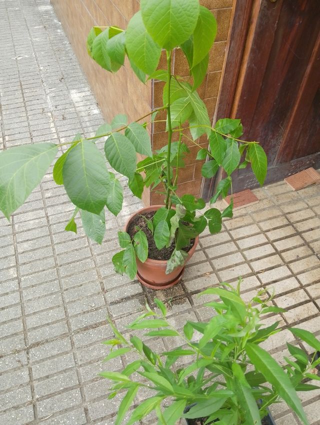 Planta Nogal (pequeña)