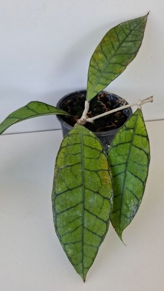 Hoya callistophylla Kalimantan