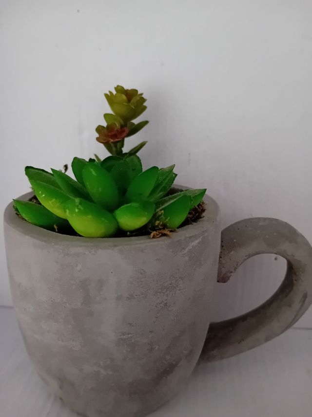 Vaso succulento grigio Arredamento della casa