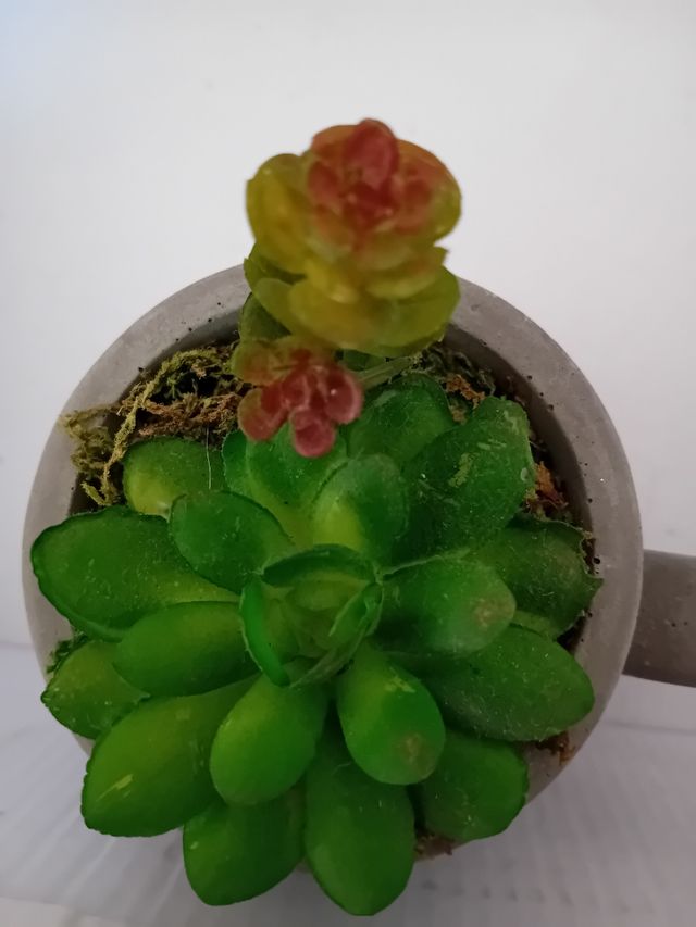 Vaso succulento grigio Arredamento della casa