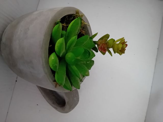 Vaso succulento grigio Arredamento della casa