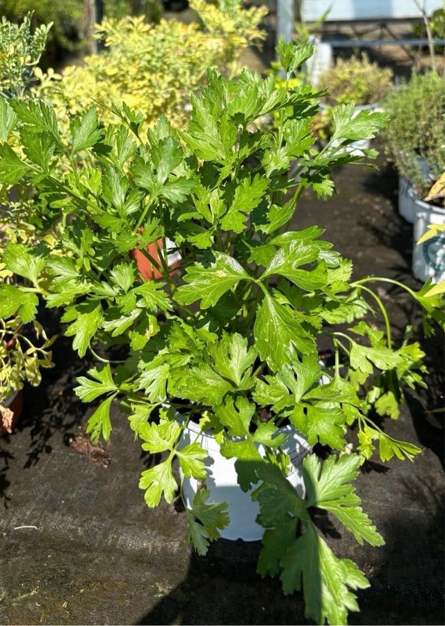 Perejil rizado maceta