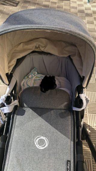 Bugaboo Buffalo + ACCESSORI