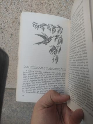 La vida de las abejas