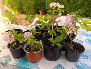Hortensias pequeñas
