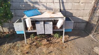 Jaula conejos - Azul y Gris