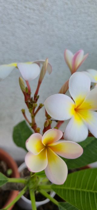 Plumeria - Pianta in vaso