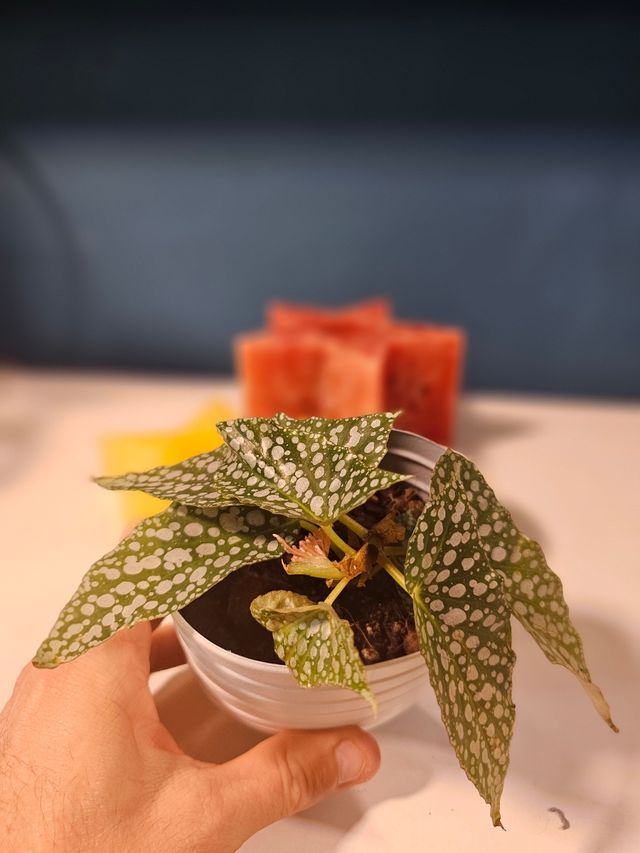 ¡OFERTA!. Begonia Maculata 'White Ice'