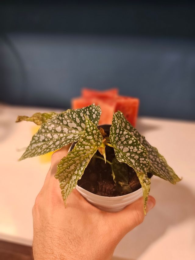 ¡OFERTA!. Begonia Maculata 'White Ice'