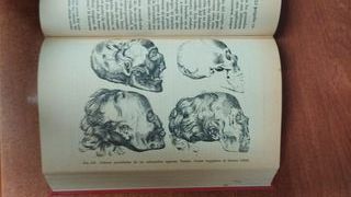 La falsa medida del hombre