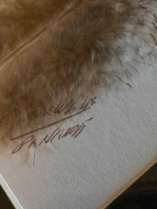 Set 2 quadri con piume dipinte