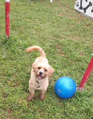 Cuidadora de mascotas 