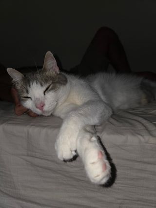 Cuidadora de mascotas 