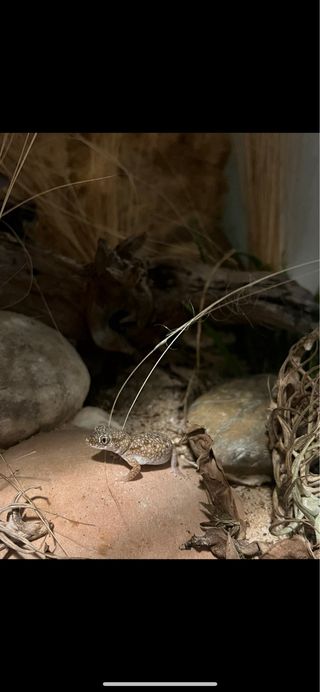 Cuidado mascotas, acuarios y plantas a domicilio