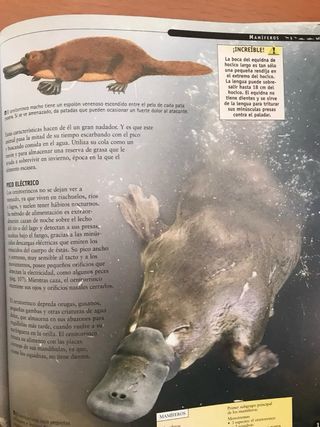Es Animals of the World