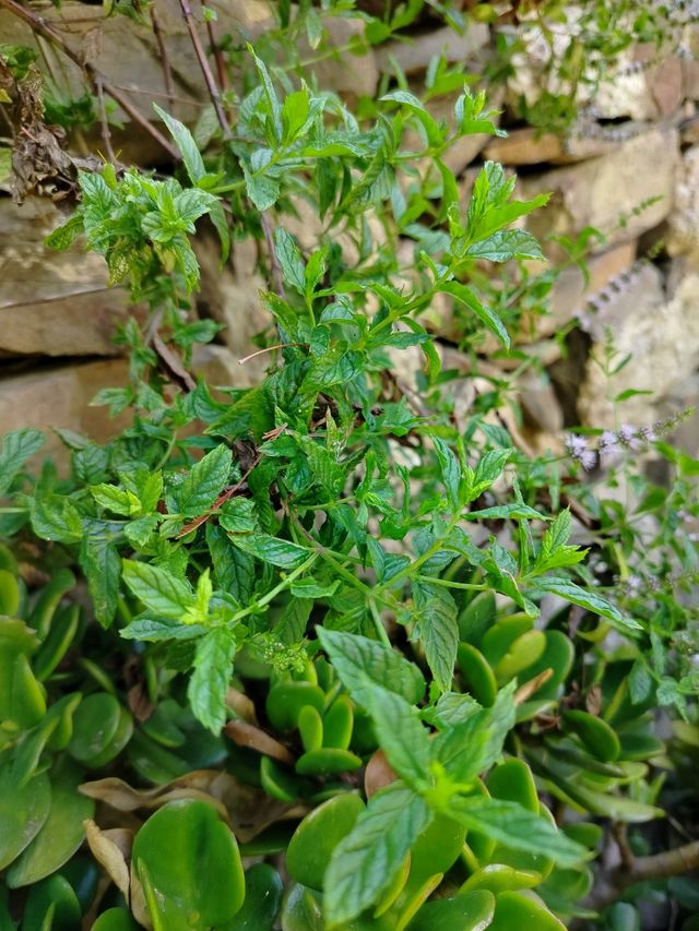 10 Talee Menta Piperita