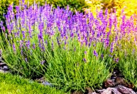 10 Talee Lavanda Latifolia