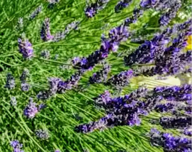 10 Talee Lavanda Latifolia