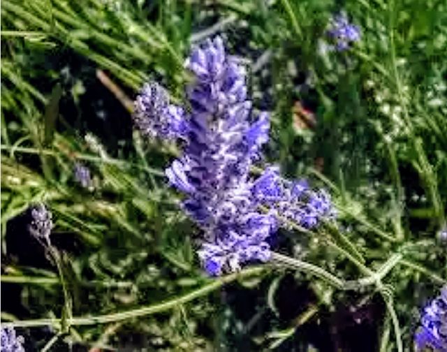 10 Talee Lavanda Latifolia