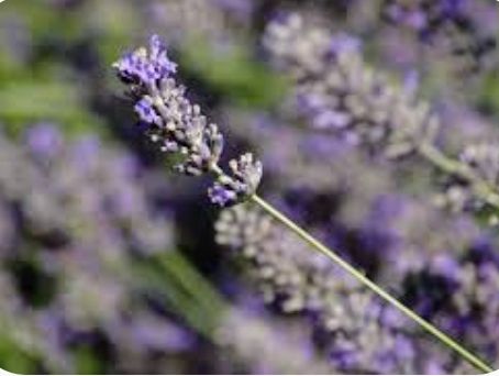 10 Talee Lavanda Latifolia
