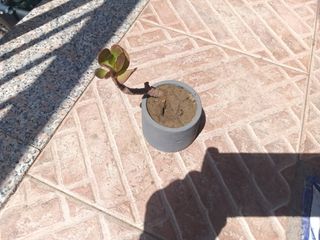 Pianta Grassa Classula Ovata