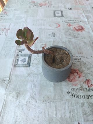 Pianta Grassa Classula Ovata