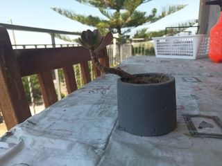 Pianta Grassa Classula Ovata