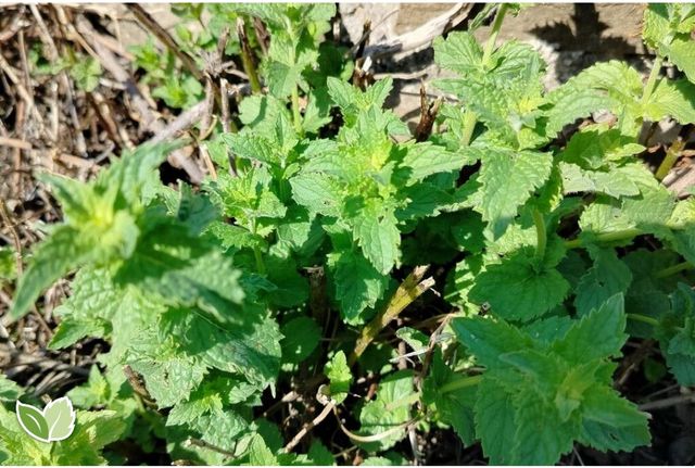 10 talee Menta glaciale