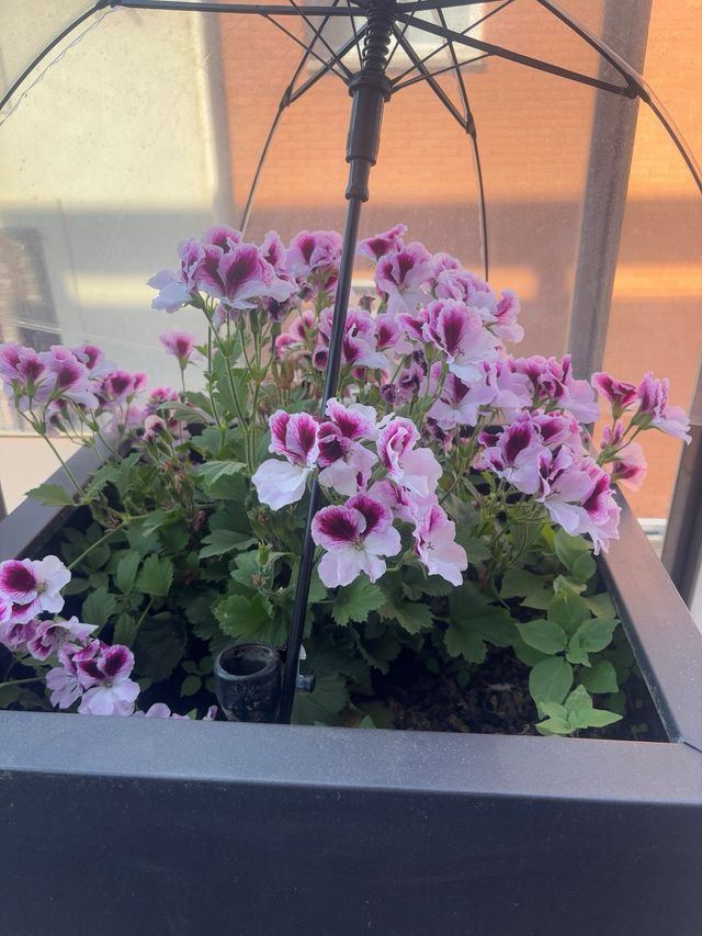 Attenzione bambini - Kangaroo (Balia)