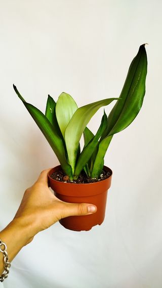 Planta Sansevieria Moon