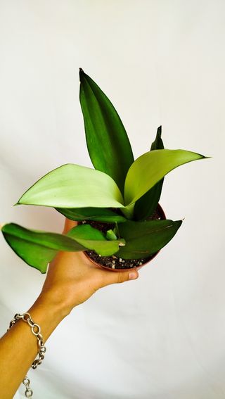 Planta Sansevieria Moon