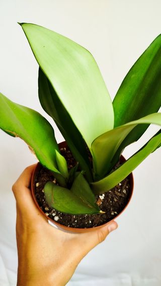 Planta Sansevieria Moon
