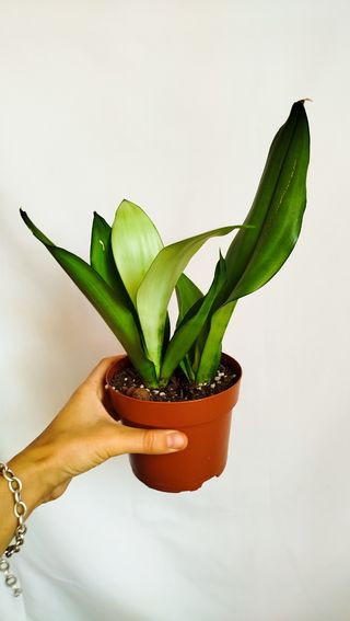 Planta Sansevieria Moon