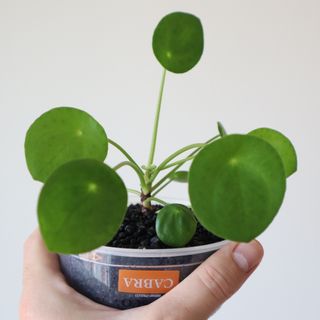 Pilea Peperomioides - Planta