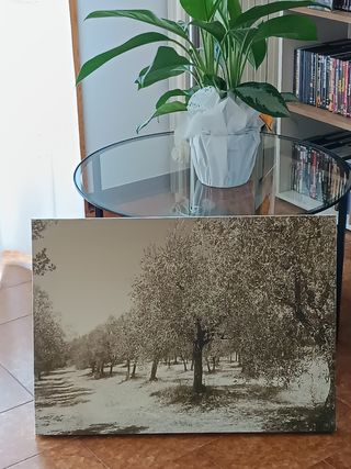 Quadro Uliveto Seppia 50x70cm