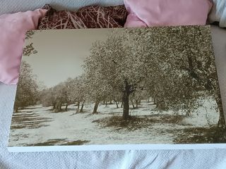 Quadro Uliveto Seppia 50x70cm