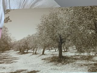 Quadro Uliveto Seppia 50x70cm