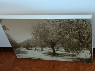 Quadro Uliveto Seppia 50x70cm