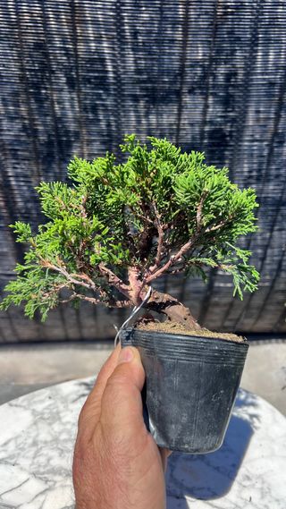 BONSAI ITOIGAWA MAME / SHOHIN IMPORTACION