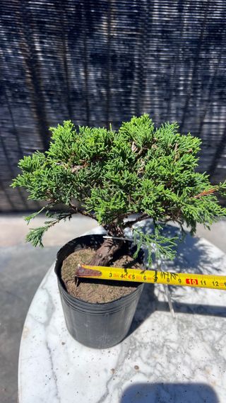 BONSAI ITOIGAWA MAME / SHOHIN IMPORTACION