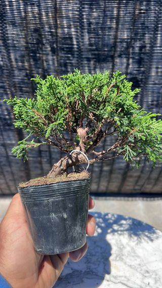 BONSAI ITOIGAWA MAME / SHOHIN IMPORTACION