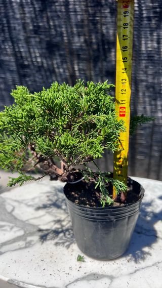 BONSAI ITOIGAWA MAME / SHOHIN IMPORTACION