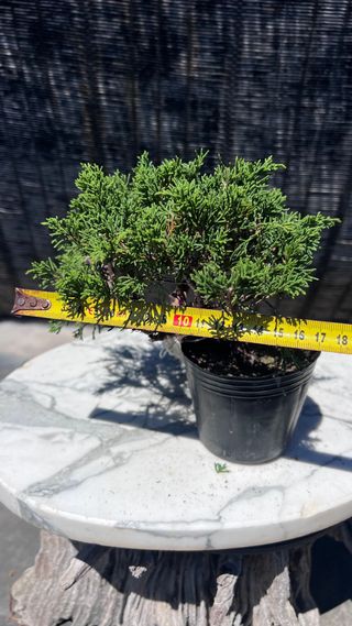 BONSAI ITOIGAWA MAME / SHOHIN IMPORTACION